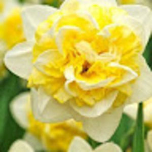 Meet your Posher, Allie